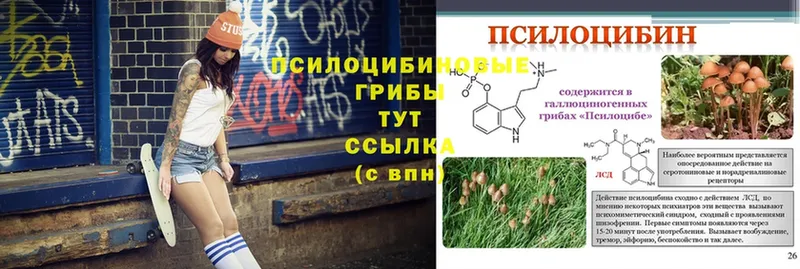 Псилоцибиновые грибы Psilocybe  продажа наркотиков  Шахты 